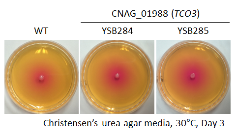 Urease phenotype for CNAG_01988T0