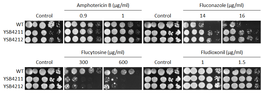 Antifungal drug susceptibility for CNAG_02007T0