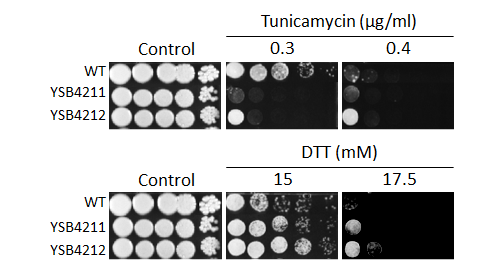 ER stress phenotype for CNAG_02007T0