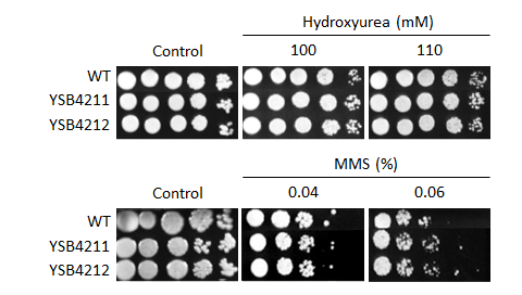 Genotoxic stress phenotype for CNAG_02007T0