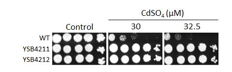 Heavy metal stress phenotype for CNAG_02007T0