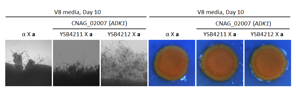 Growth phenotype for CNAG_02007T0