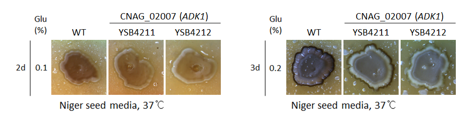 Melanin phenotype for CNAG_02007T0
