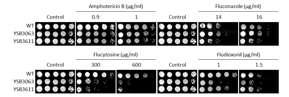 Antifungal drug susceptibility for CNAG_02233T0