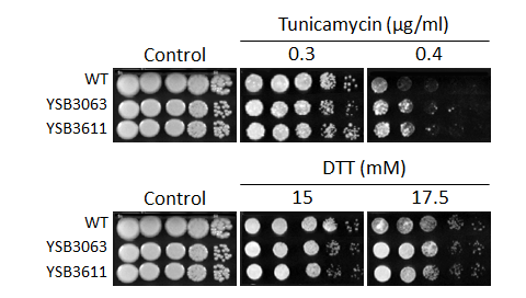 ER stress phenotype for CNAG_02233T0