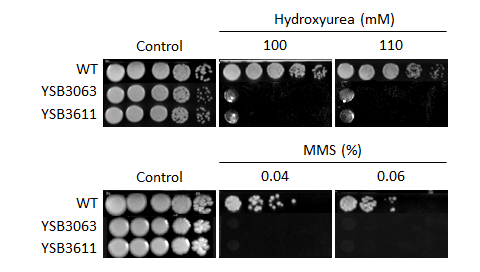 Genotoxic stress phenotype for CNAG_02233T0