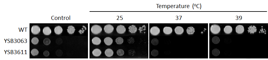 Growth phenotype for CNAG_02233T0