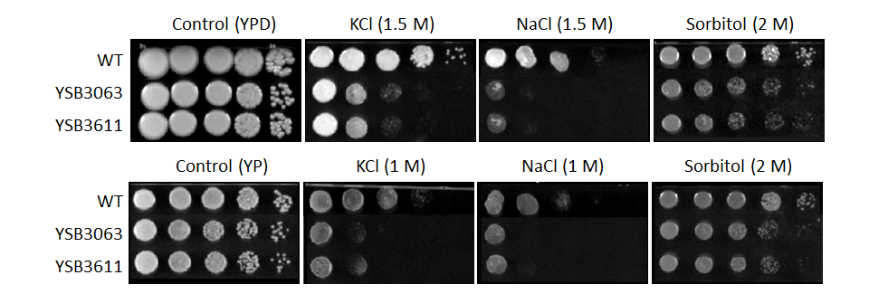 Osmotic stress phenotype for CNAG_02233T0
