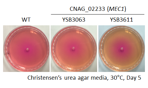 Urease phenotype for CNAG_02233T0