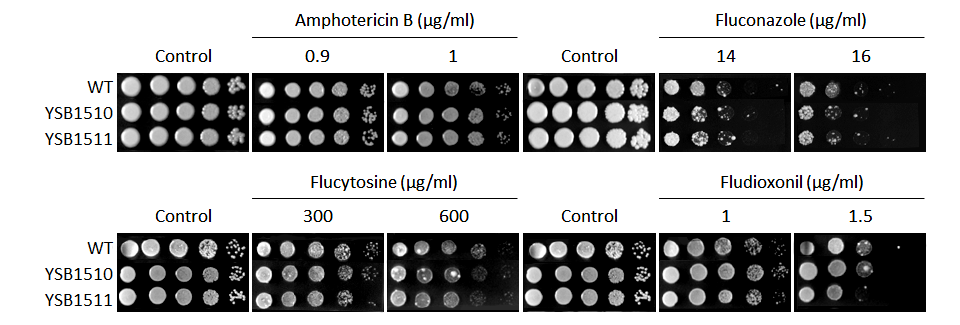 Antifungal drug susceptibility for CNAG_02296T0