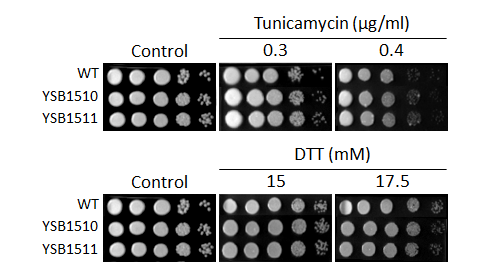 ER stress phenotype for CNAG_02296T0