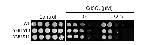 Heavy metal stress phenotype for CNAG_02296T0