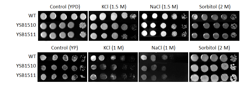 Osmotic stress phenotype for CNAG_02296T0