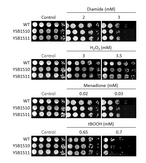 Oxidative stress phenotype for CNAG_02296T0