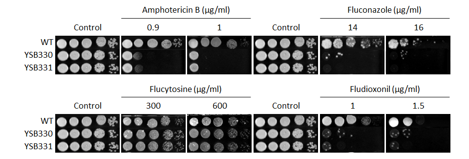 Antifungal drug susceptibility for CNAG_02357T0