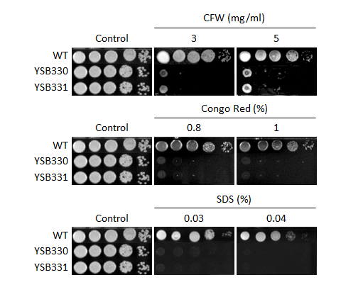 Cell wall stress phenotype for CNAG_02357T0