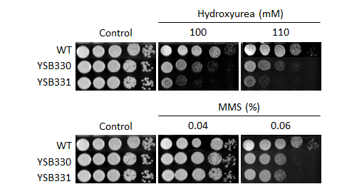 Genotoxic stress phenotype for CNAG_02357T0