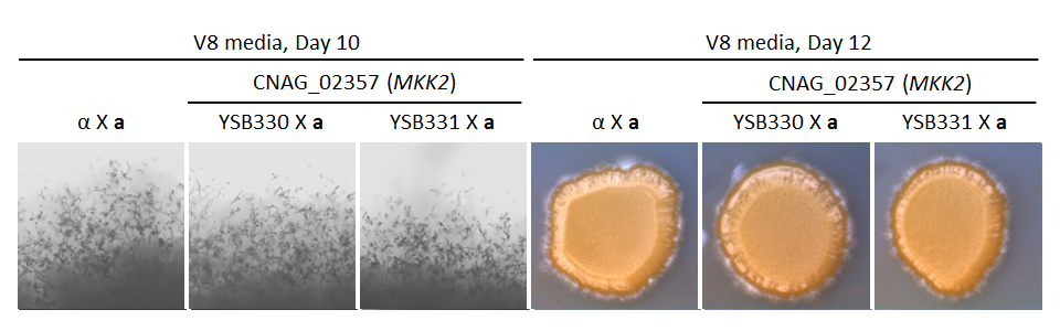 Growth phenotype for CNAG_02357T0