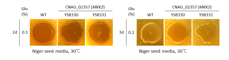 Melanin phenotype for CNAG_02357T0