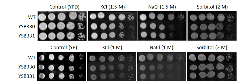 Osmotic stress phenotype for CNAG_02357T0