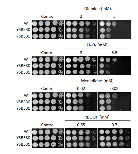 Oxidative stress phenotype for CNAG_02357T0