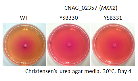 Urease phenotype for CNAG_02357T0