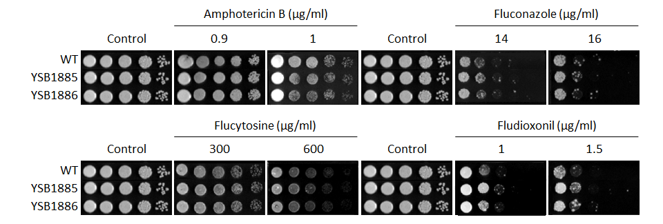 Antifungal drug susceptibility for CNAG_02389T0
