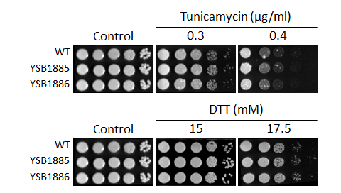 ER stress phenotype for CNAG_02389T0