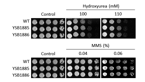 Genotoxic stress phenotype for CNAG_02389T0