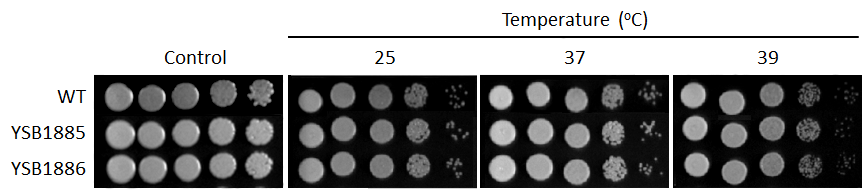 Growth phenotype for CNAG_02389T0