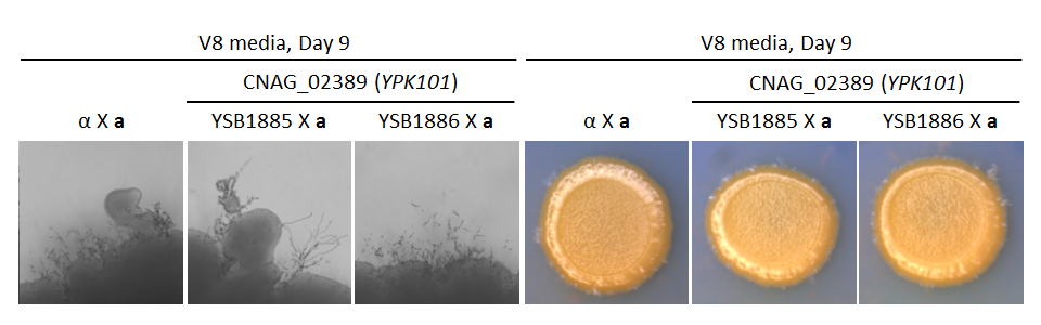 Growth phenotype for CNAG_02389T0