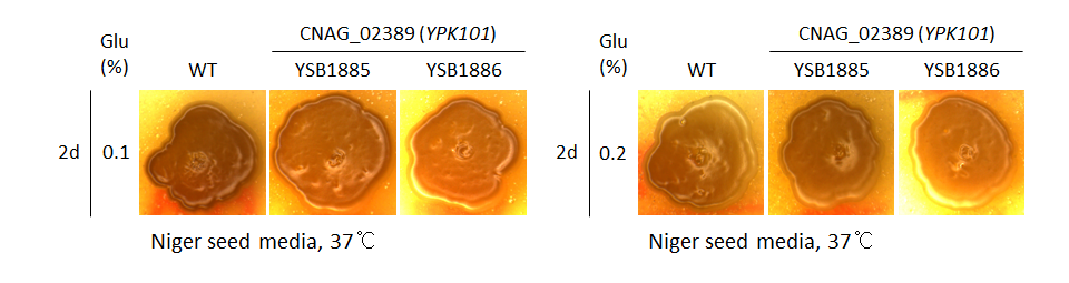 Melanin phenotype for CNAG_02389T0
