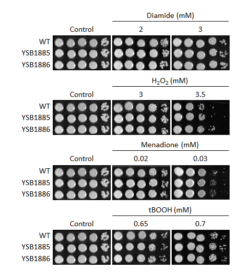 Oxidative stress phenotype for CNAG_02389T0