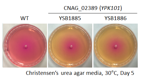 Urease phenotype for CNAG_02389T0
