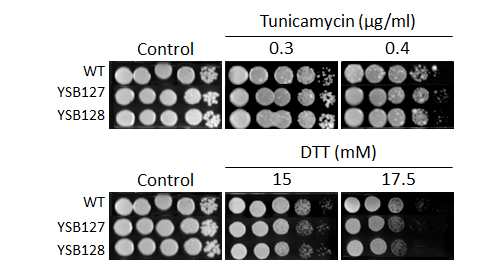 ER stress phenotype for CNAG_02511T0