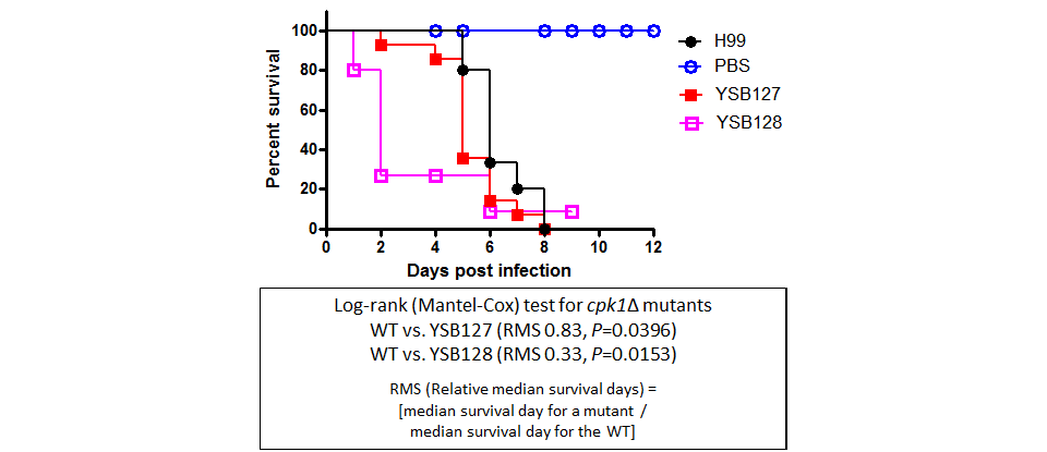 Galleria mellonella virulence data for CNAG_02511T0