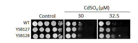 Heavy metal stress phenotype for CNAG_02511T0