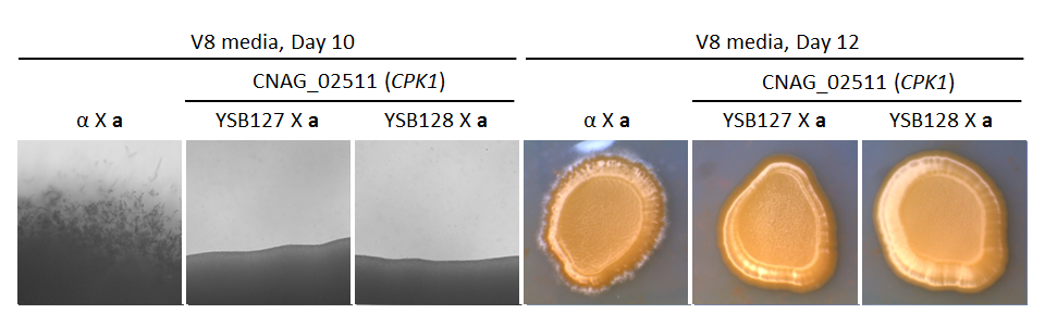 Growth phenotype for CNAG_02511T0