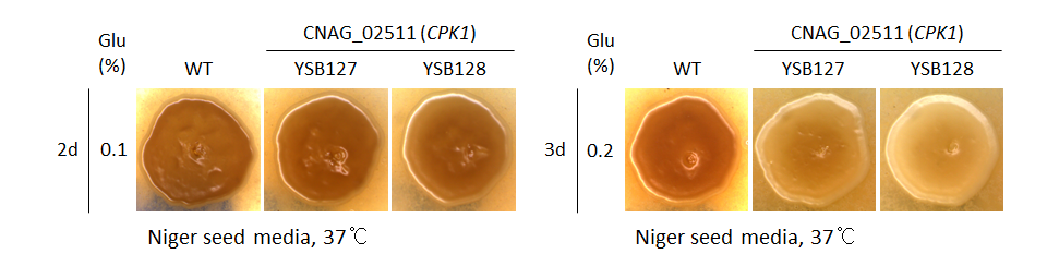 Melanin phenotype for CNAG_02511T0