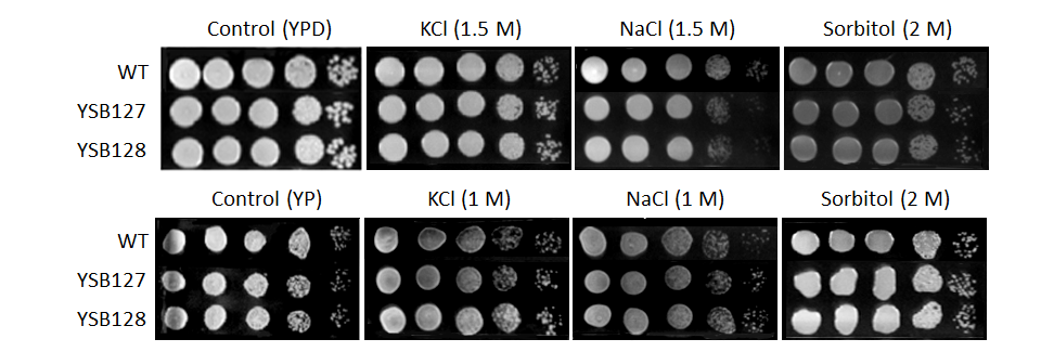 Osmotic stress phenotype for CNAG_02511T0