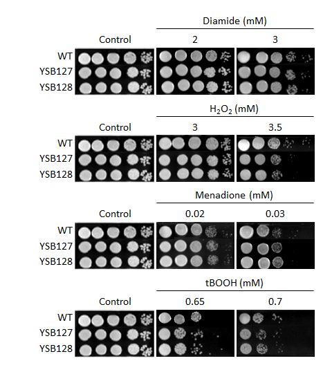 Oxidative stress phenotype for CNAG_02511T0