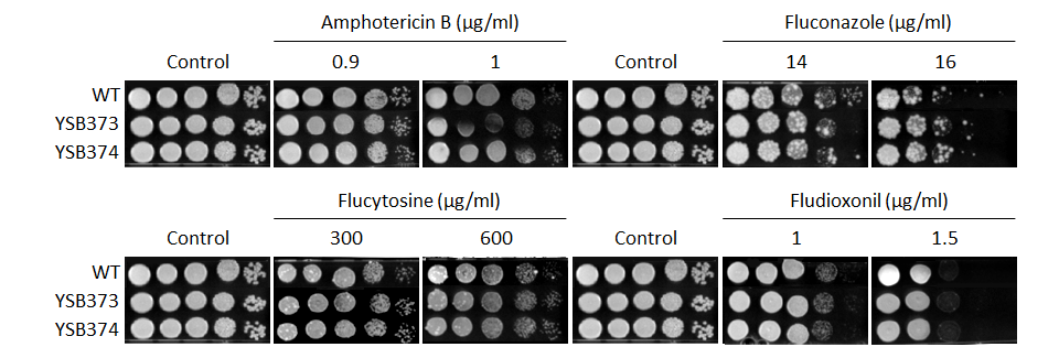 Antifungal drug susceptibility for CNAG_02531T0