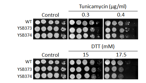 ER stress phenotype for CNAG_02531T0