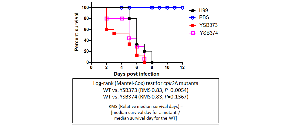 Galleria mellonella virulence data for CNAG_02531T0