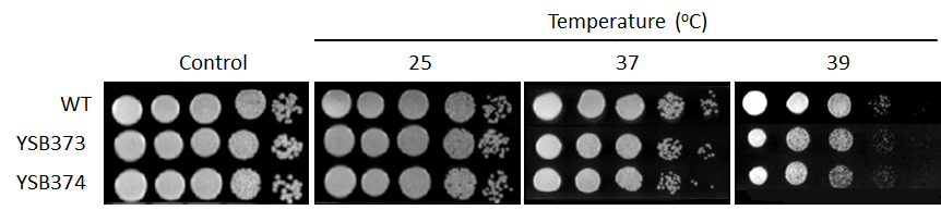 Growth phenotype for CNAG_02531T0