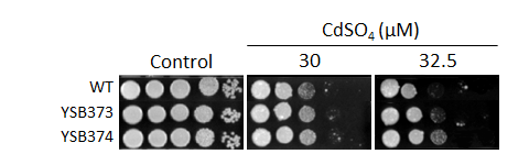 Heavy metal stress phenotype for CNAG_02531T0