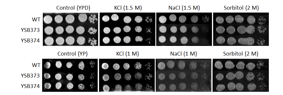 Osmotic stress phenotype for CNAG_02531T0