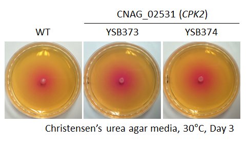 Urease phenotype for CNAG_02531T0