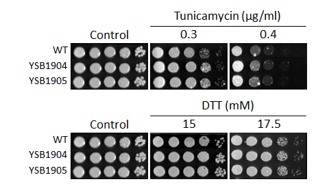 ER stress phenotype for CNAG_02542T0