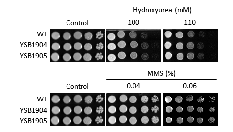 Genotoxic stress phenotype for CNAG_02542T0